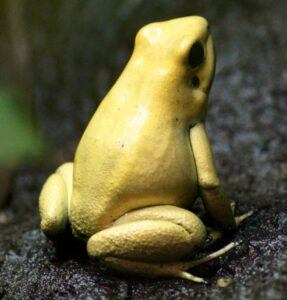 Golden Frog is VyrVPNs Parent Company